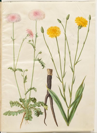 Crepis rubra (red hawksbeard); Scorzonera hispanica (black salsify) by Hans Simon Holtzbecker