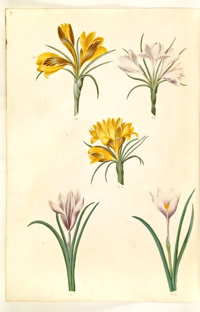 Crocus angustifolius; Crocus versicolor; Crocus vernus (?) by Hans Simon Holtzbecker
