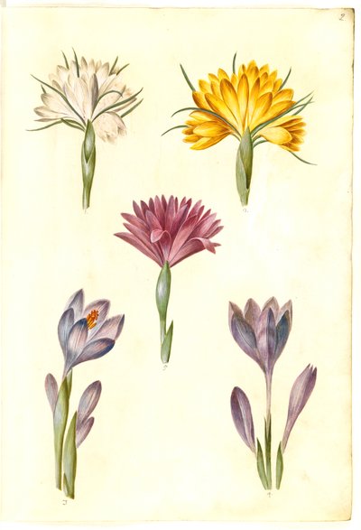 Crocus vernus (spring crocus); Crocus angustifolius (Balkan crocus); Bulbocodium vernum (?) (spring meadow saffron) by Hans Simon Holtzbecker