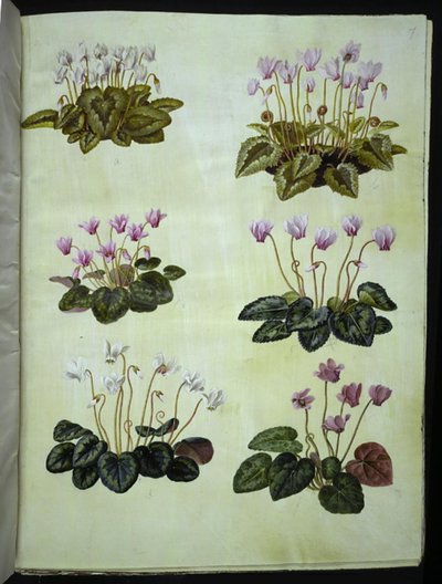 Ivy-Leaved Cyclamen; True Cyclamen by Hans Simon Holtzbecker