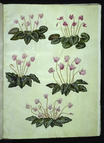 Cyclamen Purpurascens (Alpine Violet); Cyclamen Hederifolium (Ivy-leaved Cyclamen) by Hans Simon Holtzbecker