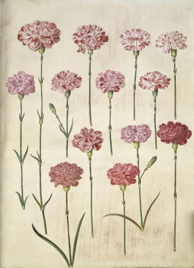 Dianthus Caryophyllus (Garden Carnation) by Hans Simon Holtzbecker