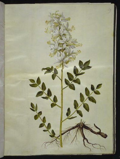 Dictamnus Albus by Hans Simon Holtzbecker