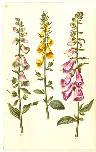 Digitalis purpurea (common foxglove); Digitalis grandiflora (large-flowered foxglove) by Hans Simon Holtzbecker