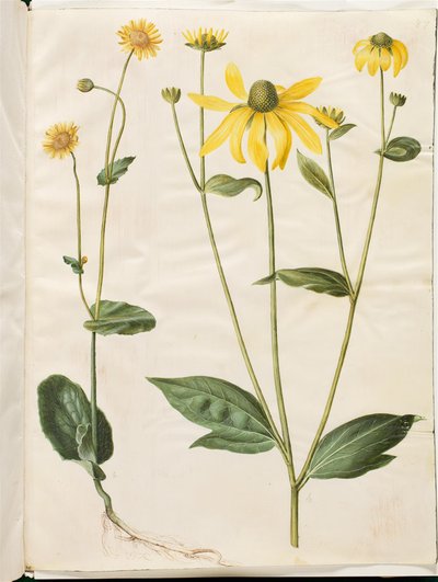 Doronicum Pardalianches; Rudbeckia Laciniata by Hans Simon Holtzbecker