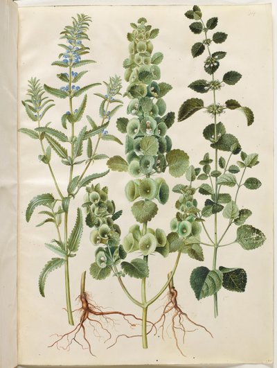 Dracocephalum moldavica (Moldavian Dragonhead); Moluccella spinosa (Spiny Moluccella); Melissa officinalis (Lemon Balm) by Hans Simon Holtzbecker
