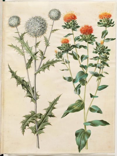 Echinops Sphaerocephalus (Common Globe Thistle); Carthamus Tinctorius (Safflower) by Hans Simon Holtzbecker