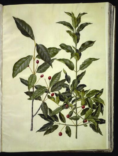 Euonymus latifolius (Broad-leaved Spindle); Euonymus europaeus (Common Spindle) by Hans Simon Holtzbecker