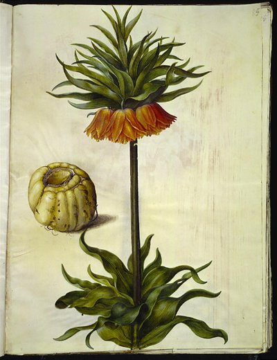 Fritillaria imperialis (crown imperial) by Hans Simon Holtzbecker