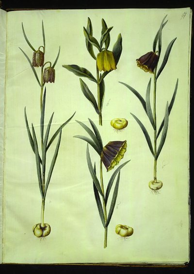 Fritillaria Meleagris; Fritillaria Aurea or Fritillaria Tubiformis & Moggridgei; Fritillaria Montana by Hans Simon Holtzbecker
