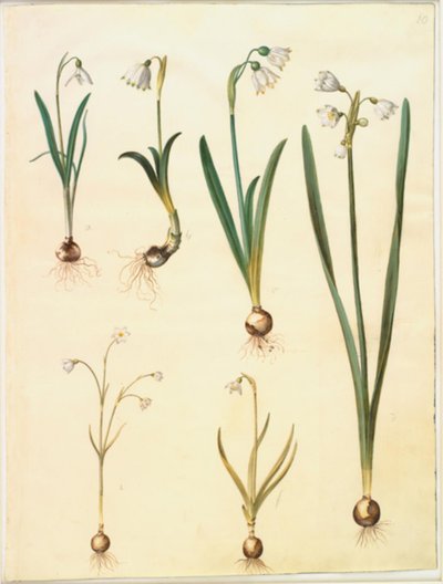 Galanthus nivalis (Common Snowdrop); Leucojum vernum (Spring Snowflake); Leucojum aestivum (Summer Snowflake); Leucojum autumnale (Autumn Snowflake) by Hans Simon Holtzbecker
