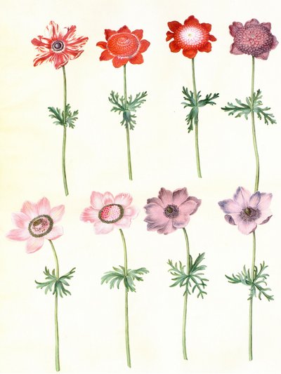 Anemone Coronaria by Hans Simon Holtzbecker