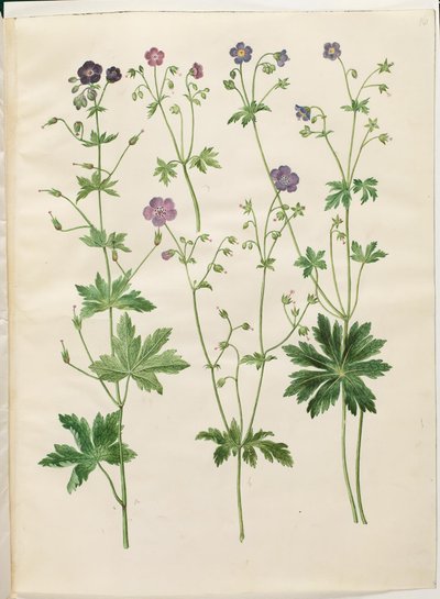 Geranium phaeum; Geranium sylvaticum by Hans Simon Holtzbecker