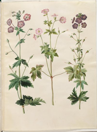 Geranium phaeum (dusky cranesbill); Geranium versicolor (pencilled cranesbill) by Hans Simon Holtzbecker
