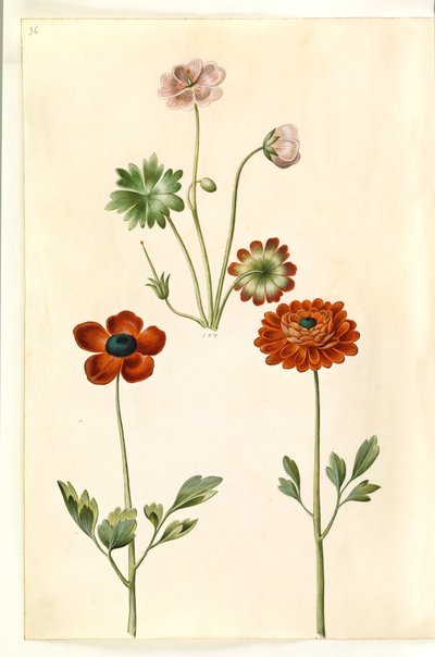 Geranium sanguineum striatum (Striped Cranesbill); Ranunculus asiaticus (Garden Ranunculus) by Hans Simon Holtzbecker