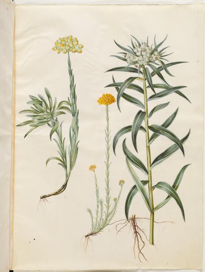 Helichrysum Orientale (Bush Everlasting); Helichrysum Stoechas (Stinking Everlasting); Anaphalis Margaritacea (Common Pearly Everlasting) by Hans Simon Holtzbecker