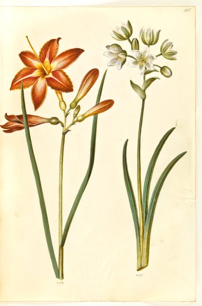 Hemerocallis fulva (Tawny Daylily); Ornithogalum arabicum (Star of Bethlehem) by Hans Simon Holtzbecker