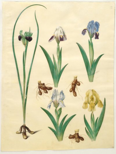 Hermodactylus tuberosus (Hermes Finger); Iris pumila (Dwarf Iris) or Iris lutescens (Dwarf Iris) by Hans Simon Holtzbecker