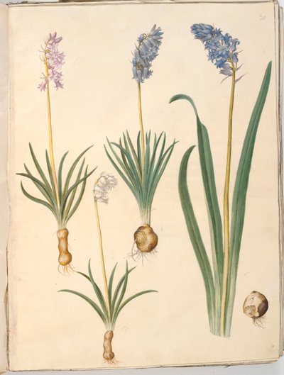 Hyacinthoides non-scripta (Common Bluebell); Hyacinthoides hispanica (Spanish Bluebell) by Hans Simon Holtzbecker