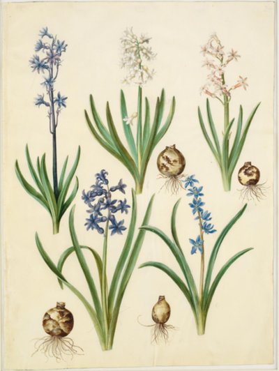 Hyacinthus orientalis (Common Hyacinth); Scilla amoena (Sky-blue Squill) by Hans Simon Holtzbecker