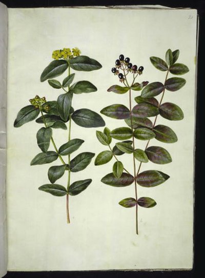 Hypericum androsaemum (tutsan) by Hans Simon Holtzbecker