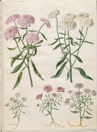 Iberis umbellata (Garden Candytuft); Iberis amara (Bitter Candytuft) by Hans Simon Holtzbecker