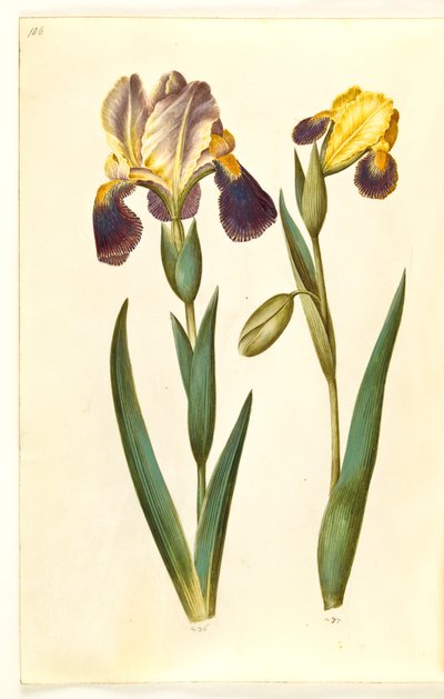 Iris ×germanica or Iris ×sambucina (Garden Iris or Elder Iris); Iris variegata (Variegated Iris) by Hans Simon Holtzbecker
