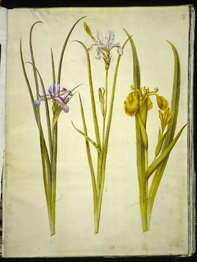 Iris graminea (grass-leaved iris); Iris sibirica (Siberian iris); Iris pseudacorus (yellow iris) by Hans Simon Holtzbecker