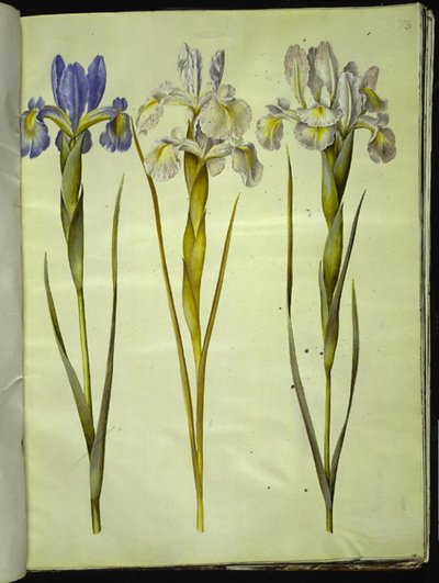 Iris latifolia (English iris) by Hans Simon Holtzbecker