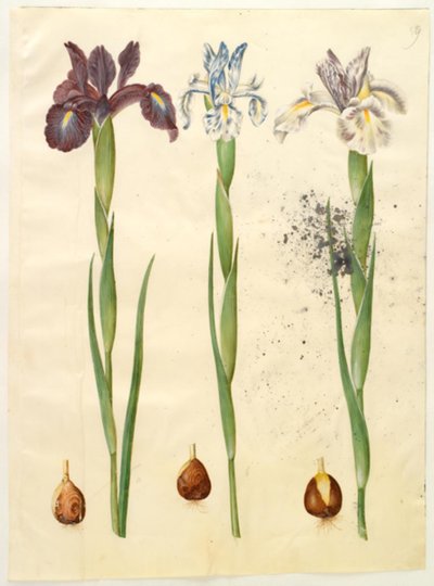 Iris latifolia by Hans Simon Holtzbecker