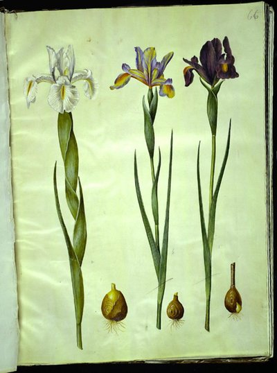 Iris latifolia (English Iris); Iris xiphium (Spanish Iris) by Hans Simon Holtzbecker