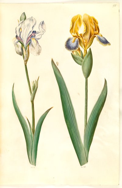 Iris Pallida (Pale Iris); Iris Variegata (Variegated Iris) by Hans Simon Holtzbecker