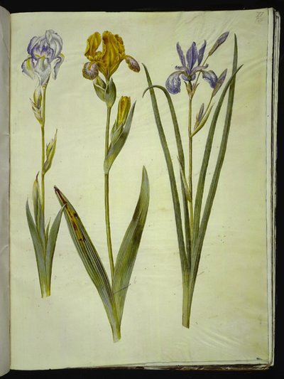 Iris Pallida (Pale Iris); Iris Variegata (Variegated Iris); Iris Sibirica (Siberian Iris) by Hans Simon Holtzbecker
