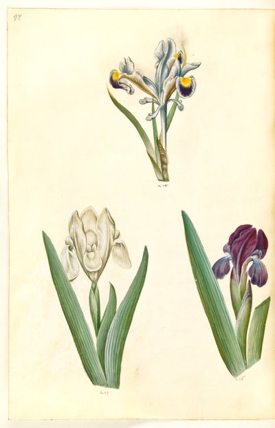 Iris persica (Persian Iris); Iris lutescens or Iris pumila (?) (Dwarf Iris or Low Iris) by Hans Simon Holtzbecker