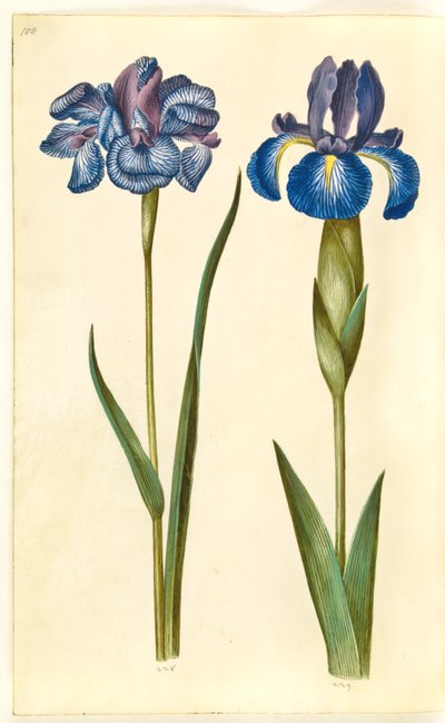 Iris sibirica (Siberian Iris); Iris latifolia (English Iris) by Hans Simon Holtzbecker