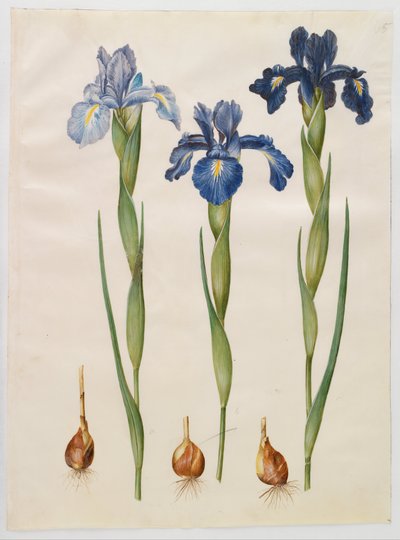Iris xiphioides by Hans Simon Holtzbecker