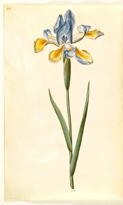 Iris xiphium (Spanish Iris) by Hans Simon Holtzbecker