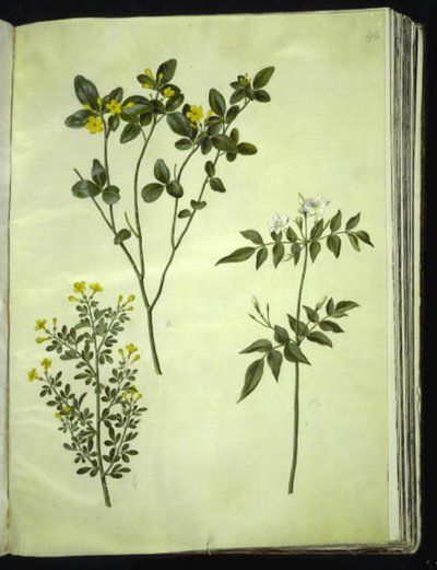 Jasminum odoratissimum; Jasminum fruticans; Jasminum grandiflorum by Hans Simon Holtzbecker