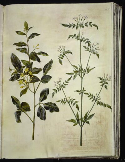 Jasminum odoratissimum (room jasmine); Jasminum officinale (medicinal jasmine) by Hans Simon Holtzbecker