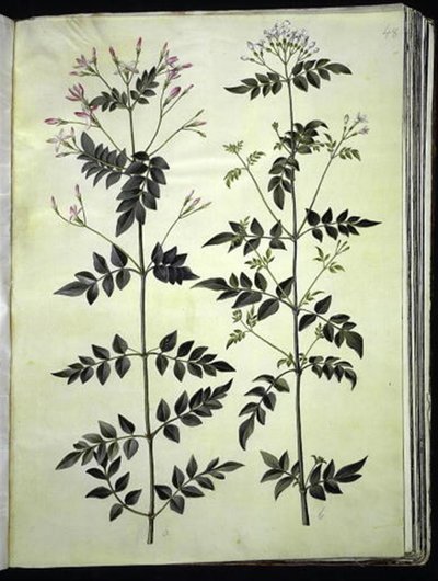 Jasminum officinale (common jasmine) by Hans Simon Holtzbecker