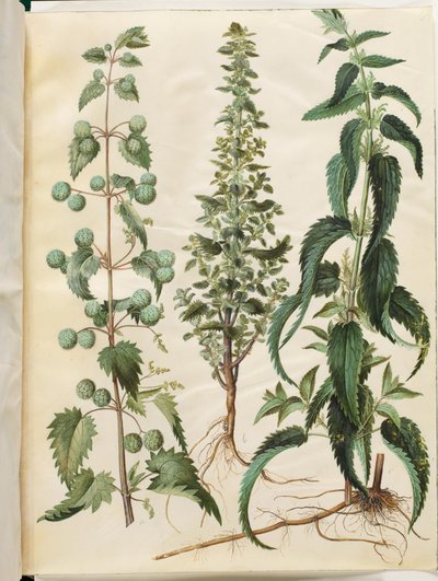 Urtica pilulifera (Roman Nettle); Urtica urens (Small Nettle); Urtica dioica (Large Nettle) by Hans Simon Holtzbecker