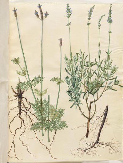 Lavandula multifida; Lavandula angustifolia by Hans Simon Holtzbecker