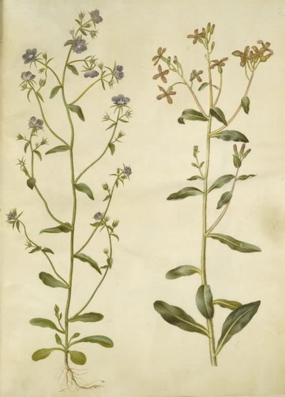 Legousia speculum-veneris (Venus