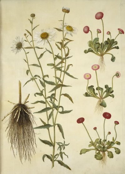 Leucanthemum vulgare (Oxeye Daisy); Bellis perennis (Common Daisy) by Hans Simon Holtzbecker