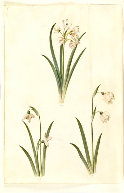 Leucojum Aestivum (Summer Snowflake); Galanthus Nivalis (Common Snowdrop); Leucojum Vernum (Spring Snowflake) by Hans Simon Holtzbecker