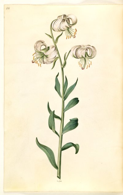 Lilium Martagon (Turk