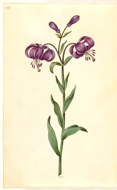 Lilium martagon (Martagon Lily) by Hans Simon Holtzbecker