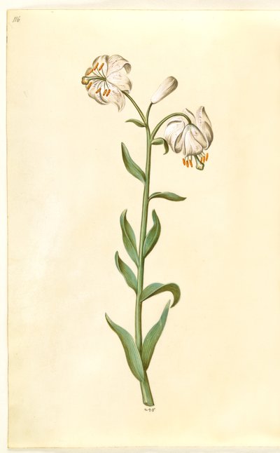 Lilium Martagon by Hans Simon Holtzbecker