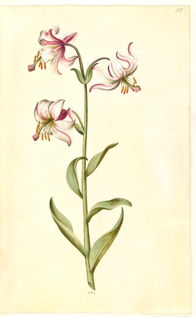 Lilium martagon (martagon lily) by Hans Simon Holtzbecker