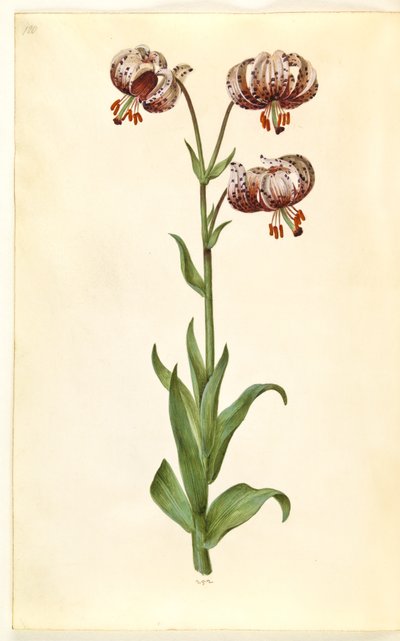 Lilium Martagon (Martagon Lily) by Hans Simon Holtzbecker